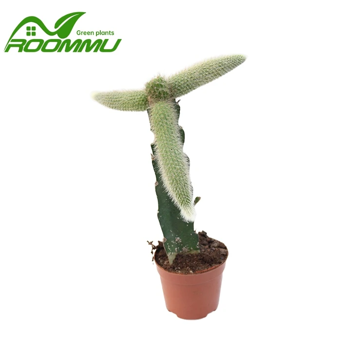 Monkey Cactus