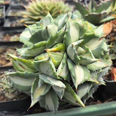 Agave potatorum var. verschaffeltii cv. Shoji Raijin
