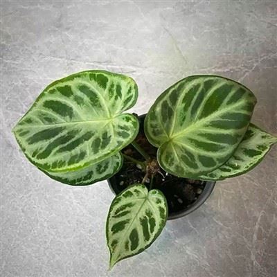 Anthurium Crystallinum Silver Blush