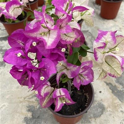 Bougainvillea wajide Ali Shah