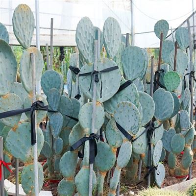 Opuntia Robusta Giant
