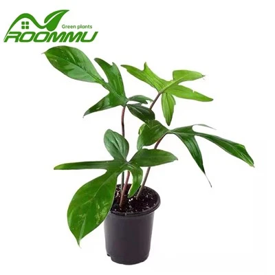 Rastlina Philodendron 'Florida Green'